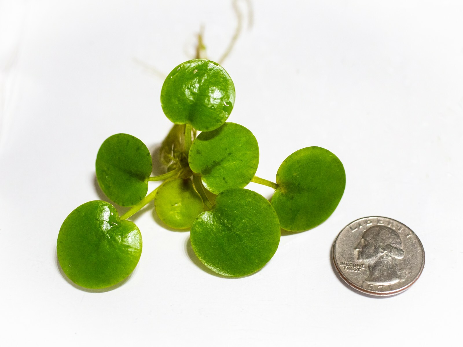 *BUY2GET2FREE* High Quality Amazon FROGBIT Live floating plants
