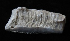 Cephalopod- 1 3/4"- Treptoceras duceri- Ordovician- Cincinnati, Ohio