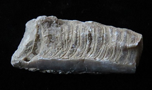 Cephalopod- 1 3/4"- Treptoceras duceri- Ordovician- Cincinnati, Ohio