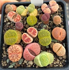 16er Lithops Mix Mesembs Sukkulenten Lebende Steine Culture Plants EB-MS1530-T7