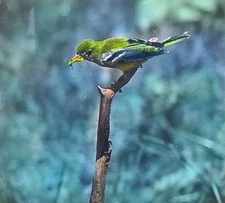 Yellow-Throated Vireo Bird, c1940 Magic Lantern Glass Slide