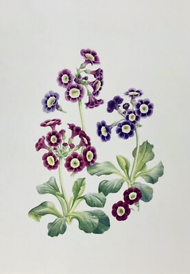 Druck eines Aquarellgemäldes - Primula Auriciila von Jenny Jowett