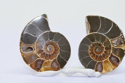 NATÜRLICHE SCHÖNE 1 PAAR AMMONIT FOSSIL-ST120