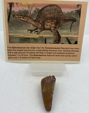 Spinosaurus Teeth Dinosaur F0SSIL Before T Rex Cretaceous J546