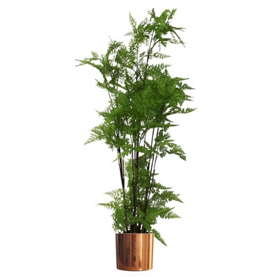 Künstlicher Moosfarn 150cm Grün Kupfer Metall Pflanzgefäß Realistisches Laub mit Topf