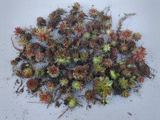 Steinrosen Dachwurz Sekkulenten winterhart 70St.