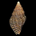 ENGINA ASTRICTA (Olango Isl., Philippines) 11.8mm #41740