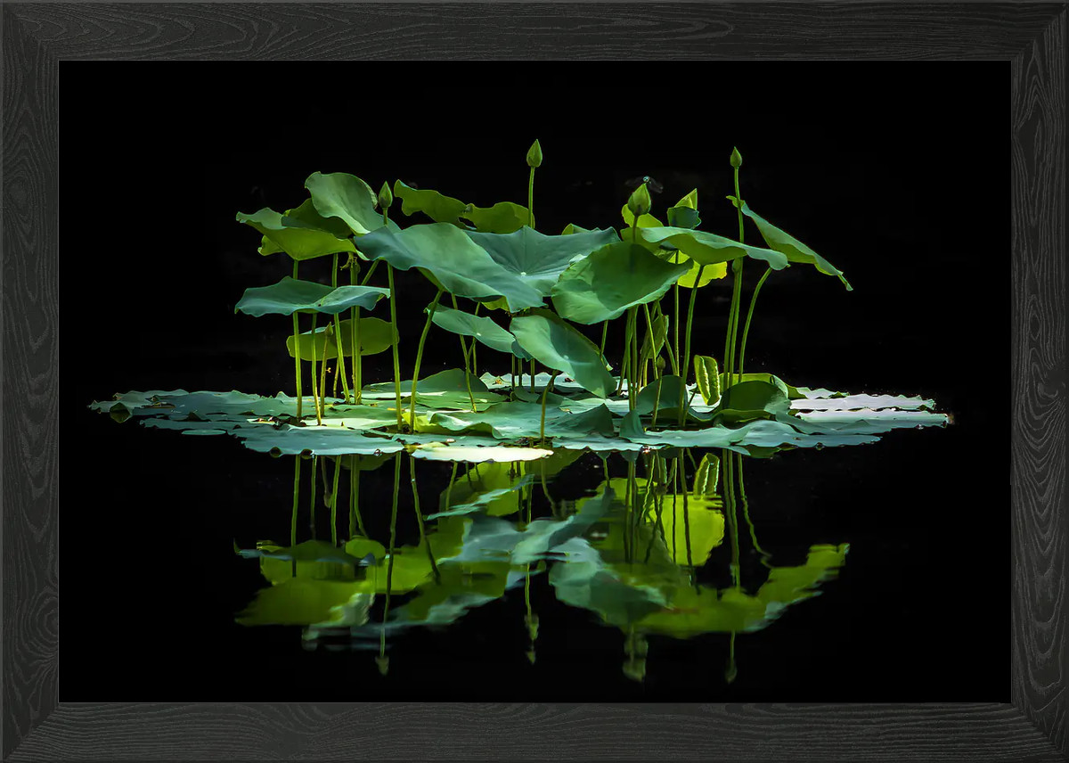 Póster de arte de pared enmarcado de planta de hoja verde acuática lienzo impresión cuadro