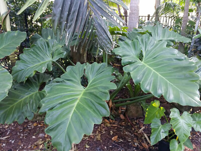 PHILODENDRON SUBINCISUM XL CUTTING aka Wilson Wilsonii EE not giganteum  +HEAT | eBay