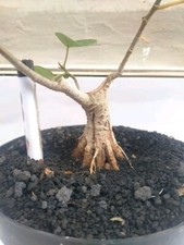 Bonsai Baummaterial Hibiscus syriacus weiß mit Pflanzenschutz
