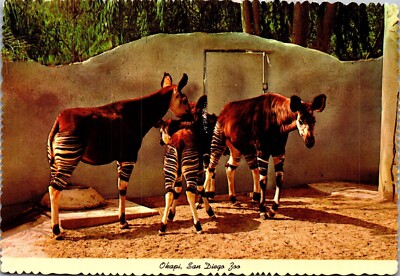 Vintage California CA Postcard Okapi Animals San Diego Zoo 1972