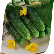 20 Seeds Cucumber NADESHDA F1 SEMINIS Netherlands gherkin семена огурец огірок