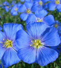 Blue Flax Seeds 100 fresh organic