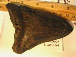 12 FOSSILS 4.6in MEGALODON 2in DINOSAUR SEA URCHIN 1.4in OTODUS S CAROLINA #246