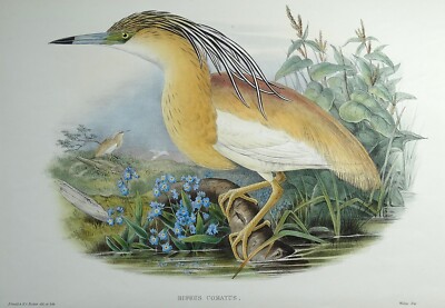 Antiker Vogeldruck Buphus Comatus, SQUACCO REIHER Original John GOULD um 1870