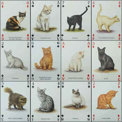 Kühlschrankmagnet (FB6) Spielkarte Katzen der Welt - verschiedene Rassen
