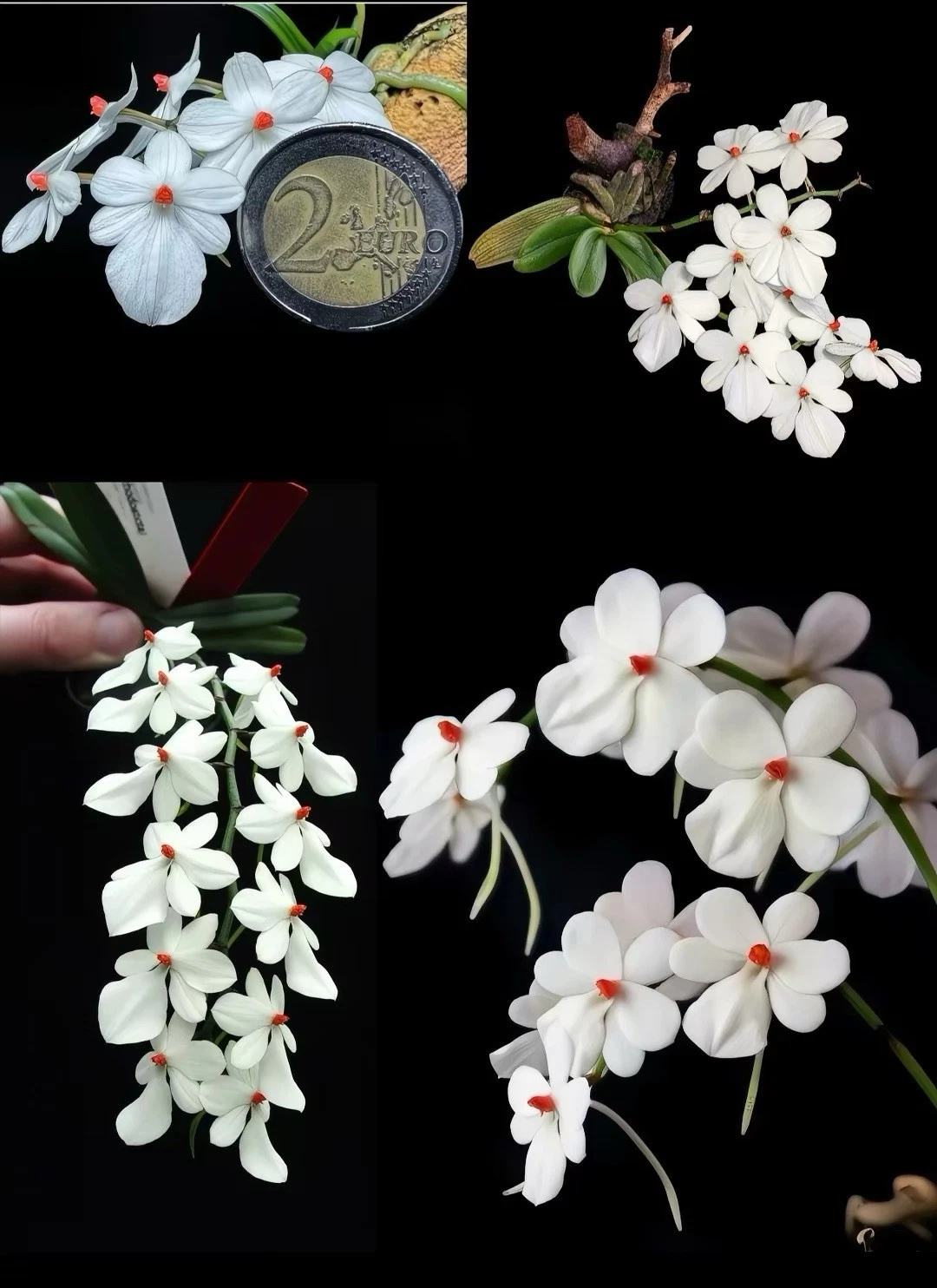 Aerangis luteoalba var. rhodosticta Rare Species Orchid Africa Established Plant
Opens in a new wind