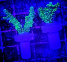 WYSIWYG 2 Frags of Bali Green Slimer Acropora Coral Neon Green Free Ship!