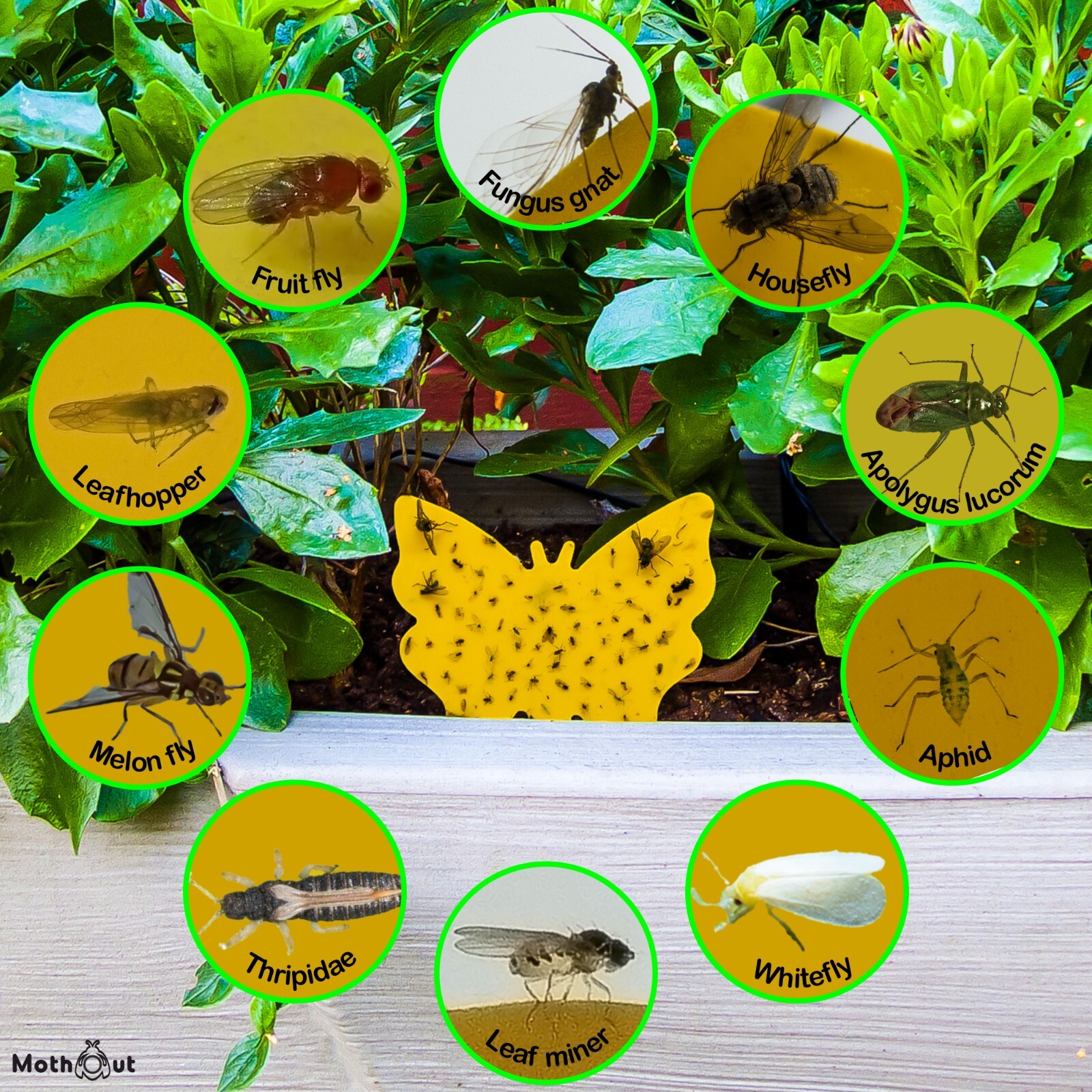 MothOut Pheromone Pantry Moth Traps, Food Moths Killer for Kitchen