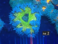 Rock Flower Anenome No 2