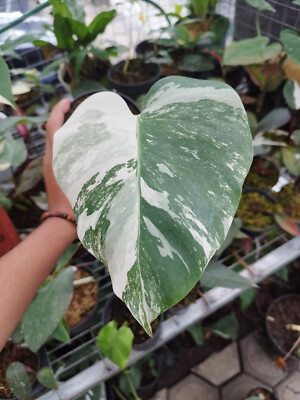 Monstera Albo White Tiger Variegated 1 Leaf Free Phytosanitary | eBay