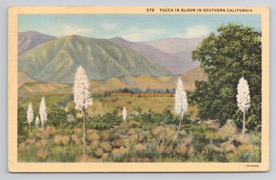 Yucca in Bloom in Southern California c1942 Postcard | eBay