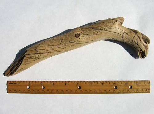Driftwood w/ Beetle Etched Engraved Designs Terrarium Aquarium Wood Taxidermy - Picture 2 of 4