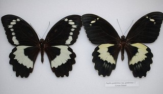 2 Males of Papilio Bridgei ( Guadalcanal) and Gambrisius (Ceram)