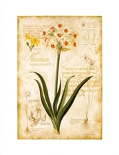 Yellow Narcissus Botanical Flower Flowers Note Cards Notecards - Set of 6