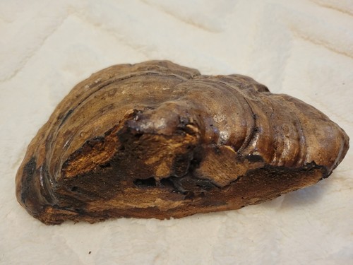 Gino Giudici Country Barn Shelf Sitter Mushroom Wood Fungus Home Decor Art... - Picture 6 of 8