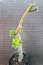 Quiabentia Verticilata Tree Plant  Multiple Tops Opuntia Succulent Cactus 14H #5