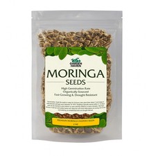 Moringa Oleifera Seeds for planting, Edible Excellent Germination Grade PKM1