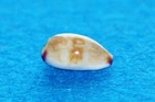Cypraea Fimbriata Waikikiensis
