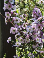 Leptospermum rotundifolium 'Jervis Bay' Seeds - Fresh Tea Tree Seeds - Bees