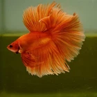 Live Betta Fish Orange Butterfly Rose Tail HM Premium Grade Thailand
