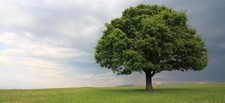 Laurel Oak Tree | Quercus Laurifolia Swamp Oak | 3