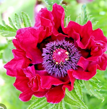 2 x Poppy PAPAVER Harlem  in 1 ltr pots