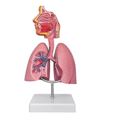 Nasal Cavity Throat Lung Anatomy Model, 1/2 Life-Size Human Head Larynx Respi...