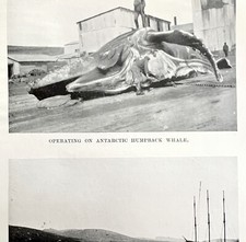 Shore Station Humpback Butchery 1926 Nautical Antique Print Whale Hunting DWW4B
