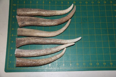 6 Dense Hard white Elk tines set #4 / sheds antlers moose deer dog chews 125