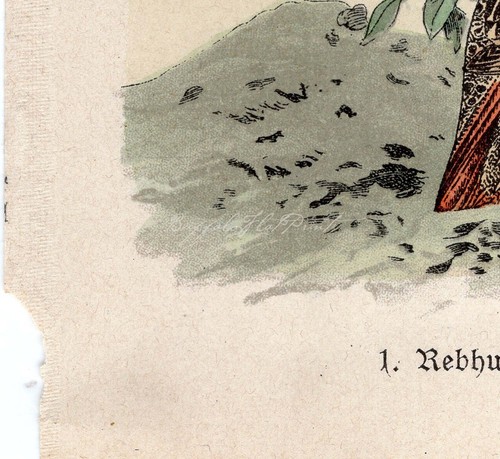 Little Chromo of Grey Partridges and Flowers Real Antique Print Hoffman 1899 - Picture 6 of 7