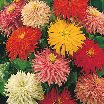 #ad #ad Giant Cactus Zinnia Mix Seeds 100 Flower Elegans Annual MIXED USA FREE Samp;H $2.29