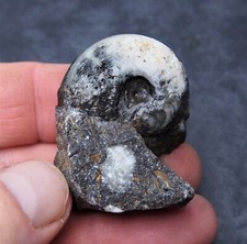 33mm Goniatite  Devonian Mineral Fossil Ammonite 4