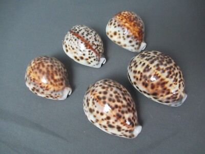 5 Tiger Cowrie Cypraea Tigris Natural Seashells Teardrop - 2 1/2'' to 3 - 3 f4 cc