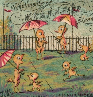 1870's W.E. & N.H Camp Steam Bakers ''Spring Chickens'' Rain Chicks Umbrellas P167