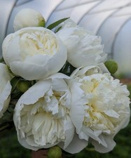 2 x Peony Pure White 2L Pot Fragrant Perennial Garden