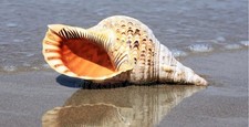 Charonia Tritonis Shell responsibly harvested sea shells 37cm Tritons Trumpet