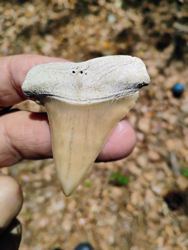 2. 3/8 In Mako Lee Creek Fossil Tooth Teeth Jaws Megalodon GW Lightning Strike!