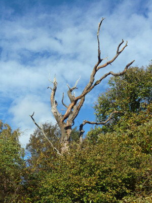 FOTO TOTER BAUM BANSTEAD HOLZ EINER VON MEHREREN AUF UNSEREM SPAZIERGANG ZU SEHEN. ALWAYS A MELANCH