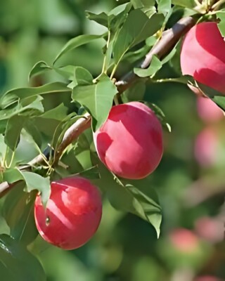 I Live American Plum Tree 2 Ft Tall Now Ready To Plant
